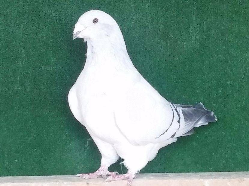  - Porumbei standard vanduti