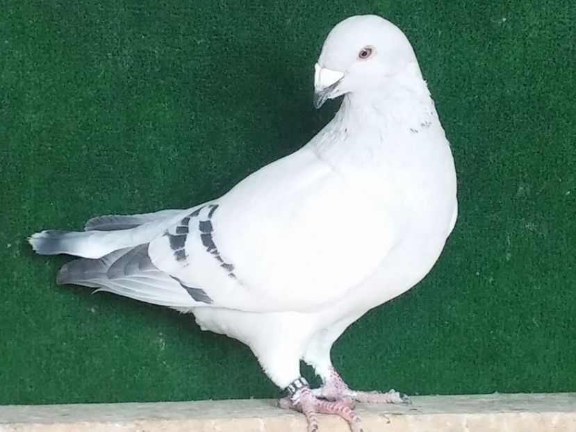  - Porumbei standard vanduti