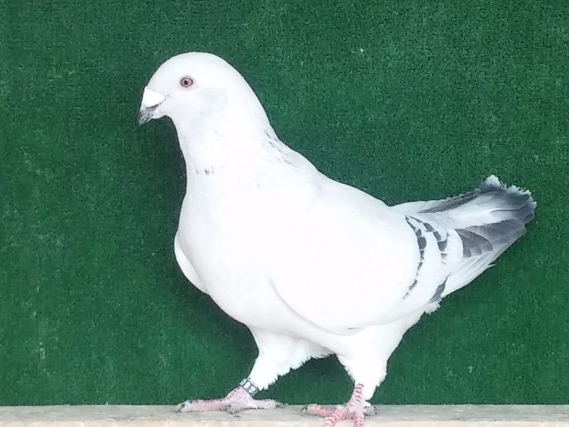  - Porumbei standard vanduti