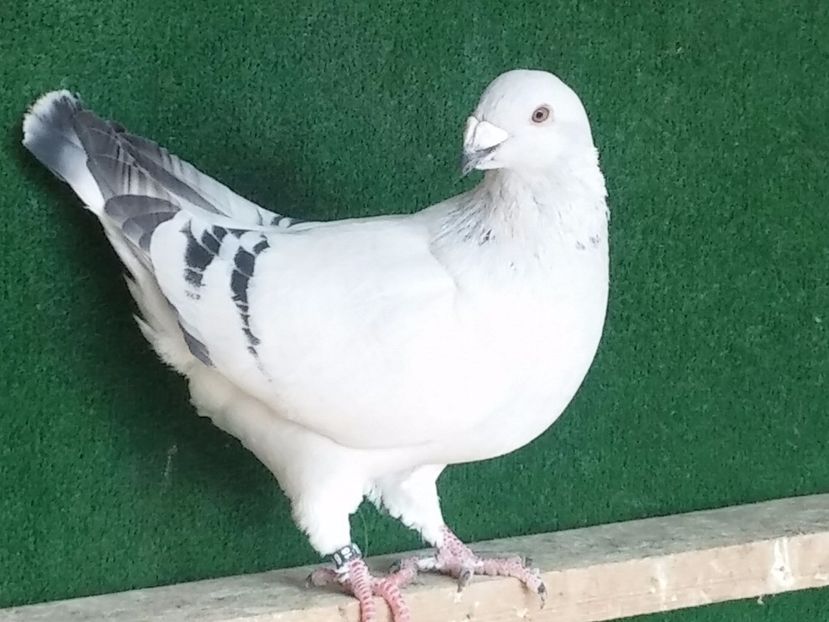  - Porumbei standard vanduti