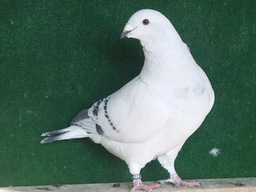  - Porumbei standard vanduti