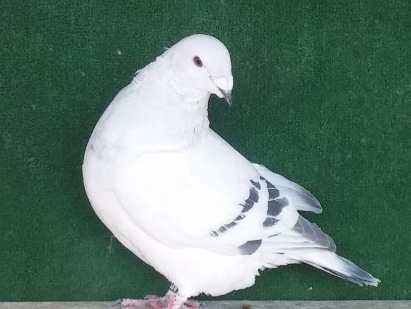  - Porumbei standard vanduti