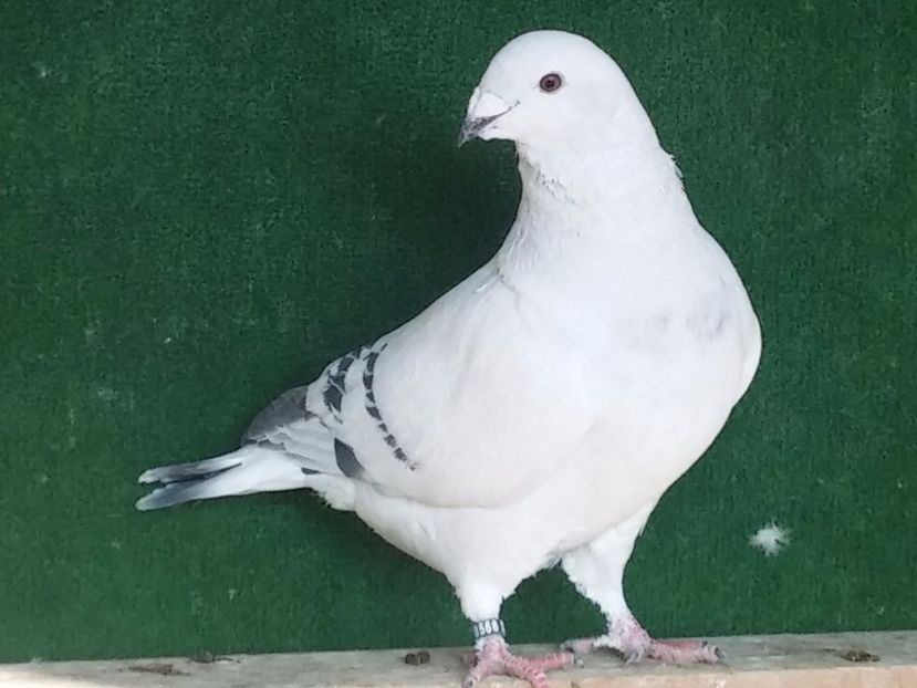  - Porumbei standard vanduti