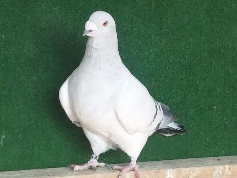  - Porumbei standard vanduti