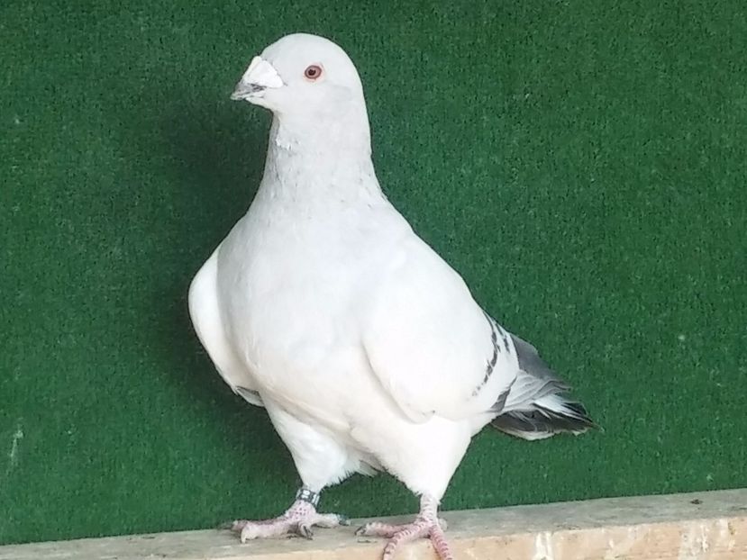  - Porumbei standard vanduti