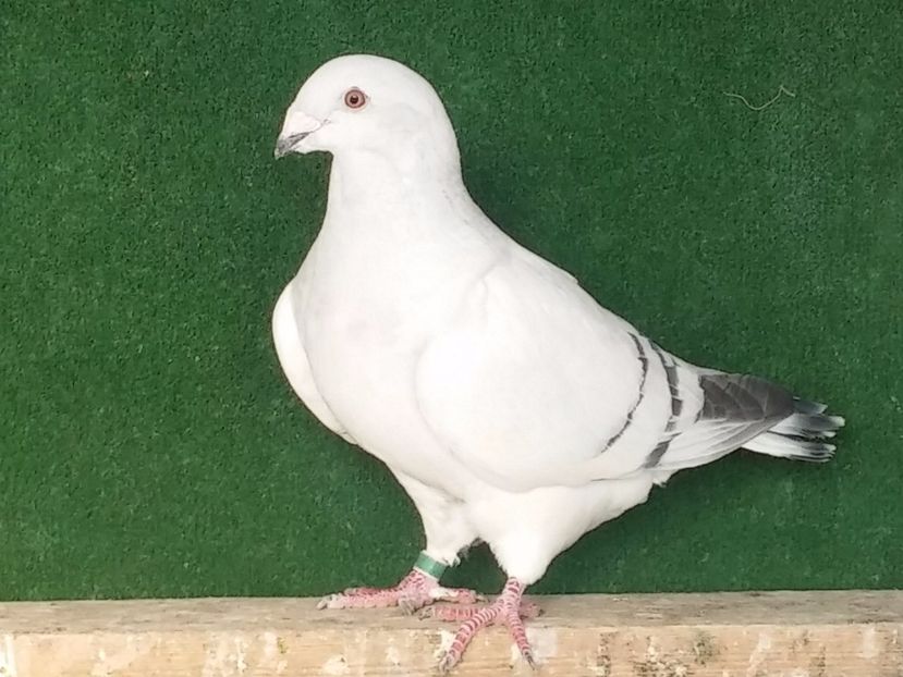  - Porumbei standard vanduti