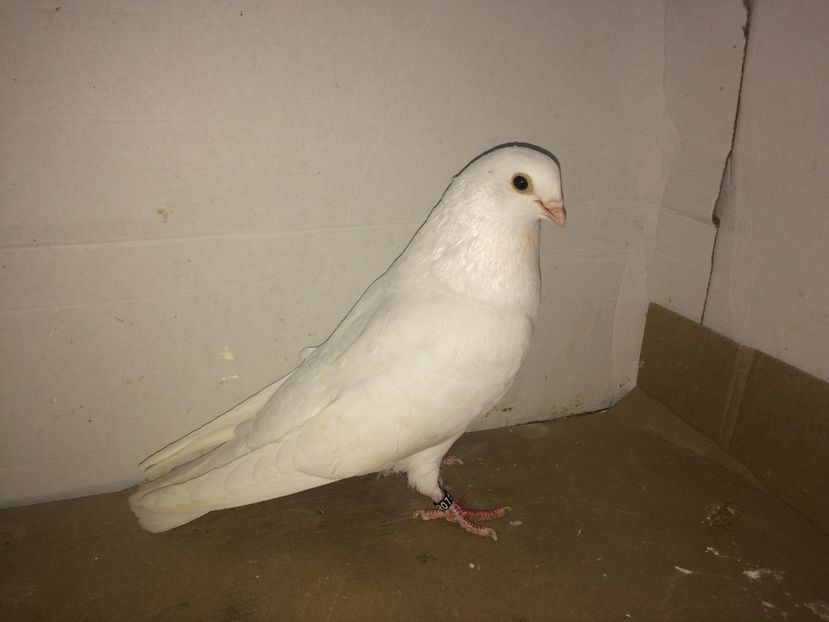 10843  femelă  2016