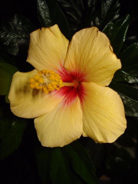  - Hibiscus Cuban Variety