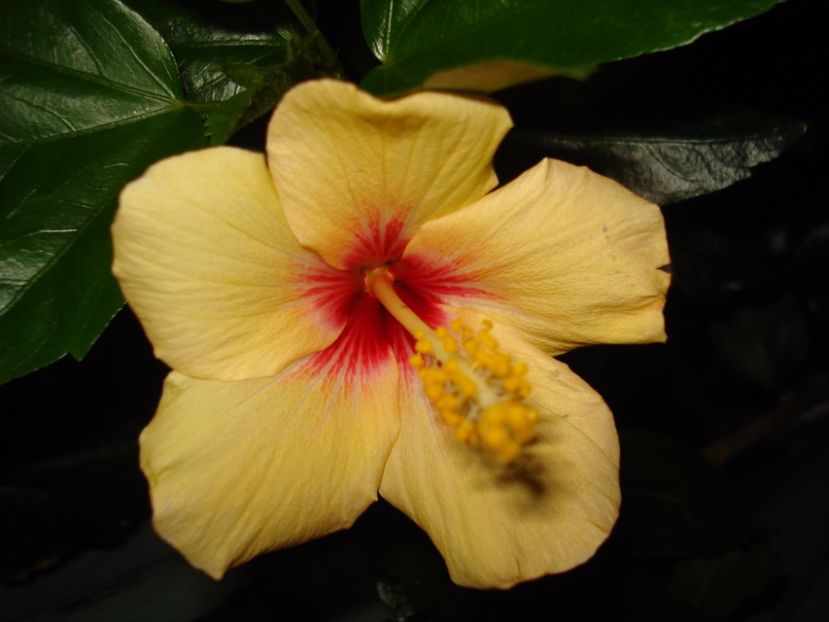  - Hibiscus Cuban Variety