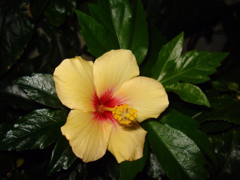  - Hibiscus Cuban Variety