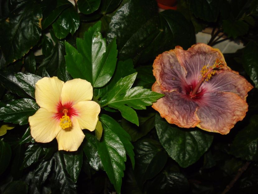  - Hibiscus Cuban Variety