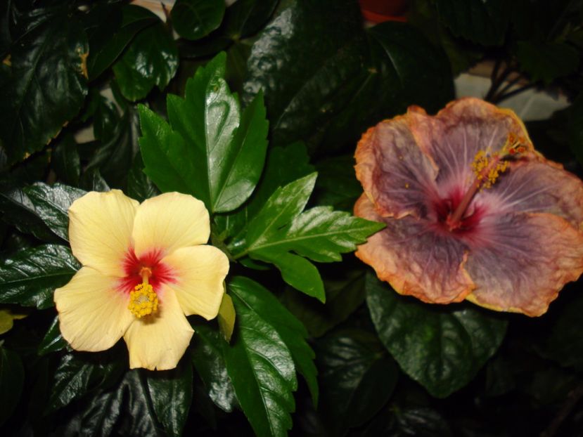  - Hibiscus Cuban Variety