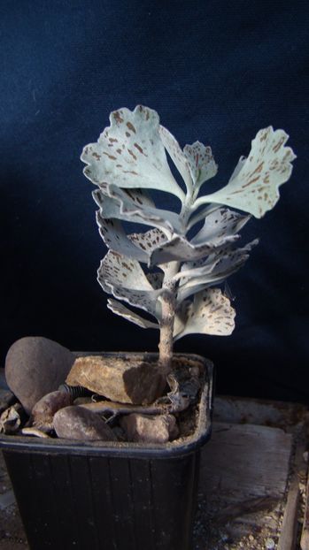 Kalanchoe rhombopilosa