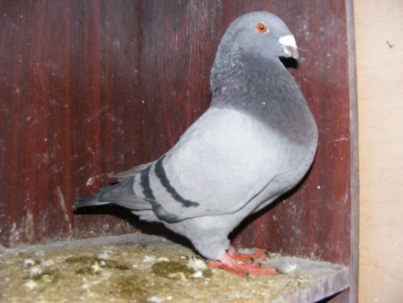 M 2016 VINDUT FEB. 2017