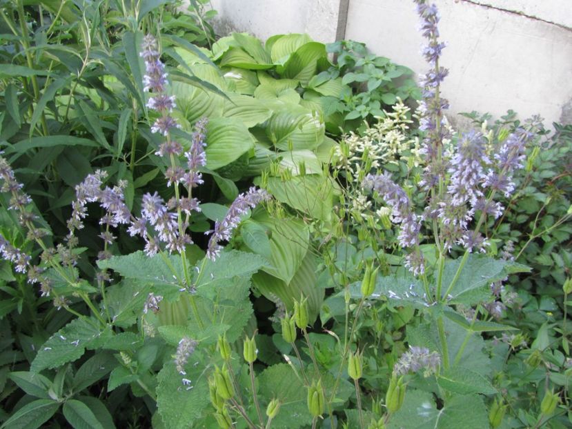 Salvia scalea