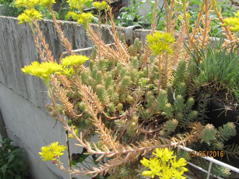 Sedum reflexum (2)