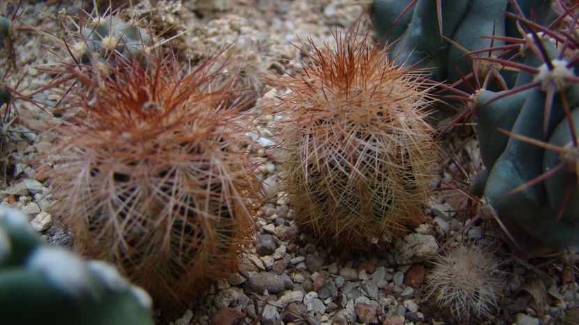 Echinocereus bailei v. brunispinus. - Echinocereus