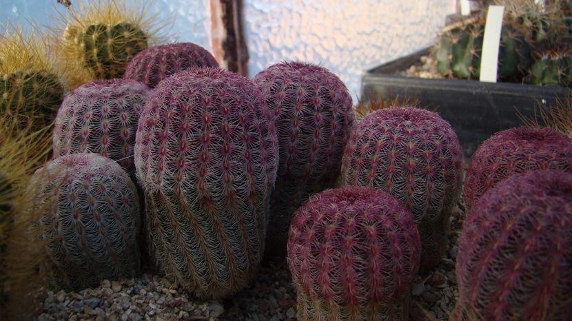 Echinocereus rigidisimus v. rubrispinis L-088