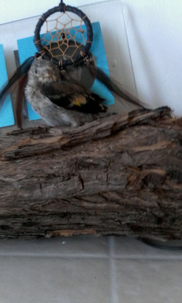  - Pasari de companie