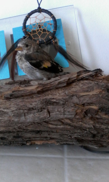  - Pasari de companie