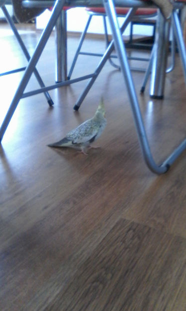  - Pasari de companie