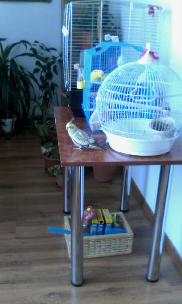  - Pasari de companie