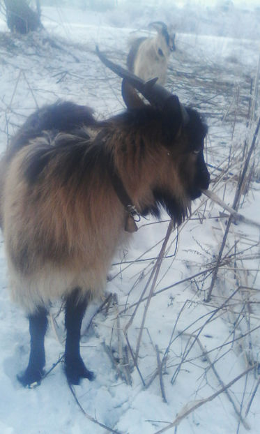 Sanyi - Caprele mele