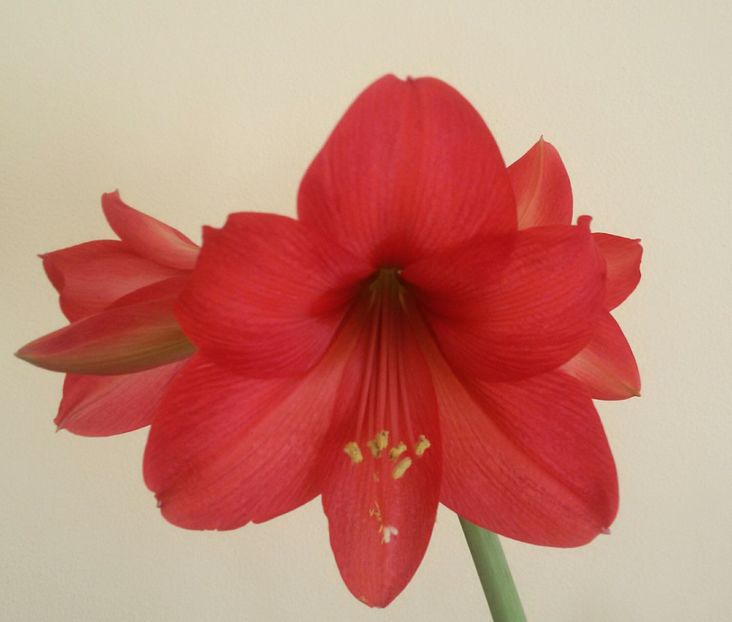 20170131_112750-1 - amaryllis 2017