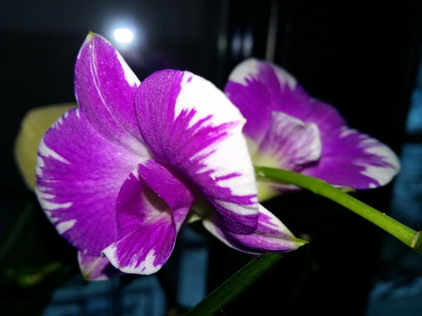  - Dendrobium phalaenopsis