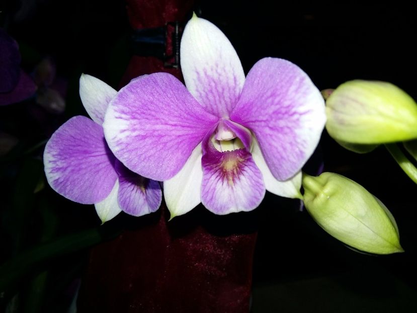  - Dendrobium phalaenopsis