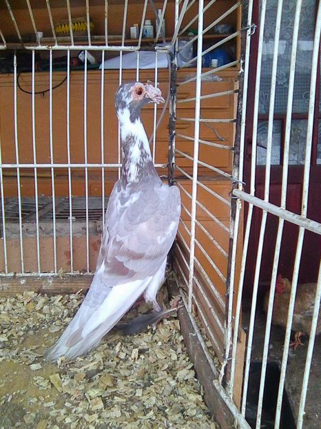 Photo0354 - carieri matca 2017