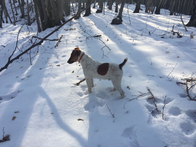  - 1--fox terrier
