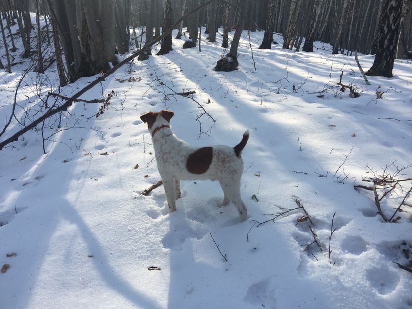  - 1--fox terrier