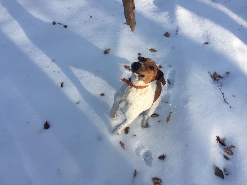  - 1--fox terrier