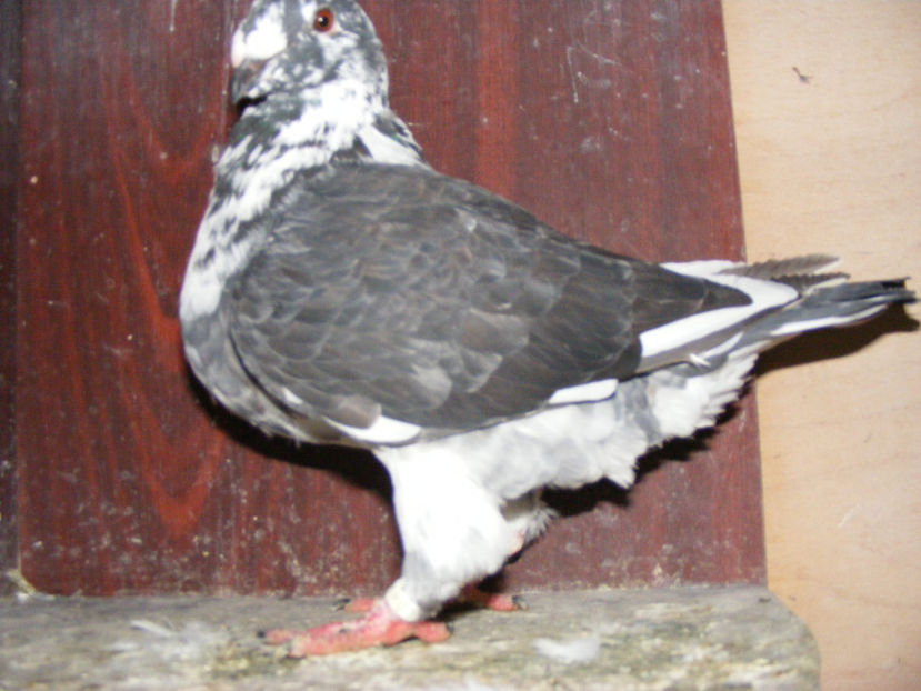 F 2016 VINDUTA FEB. 2017