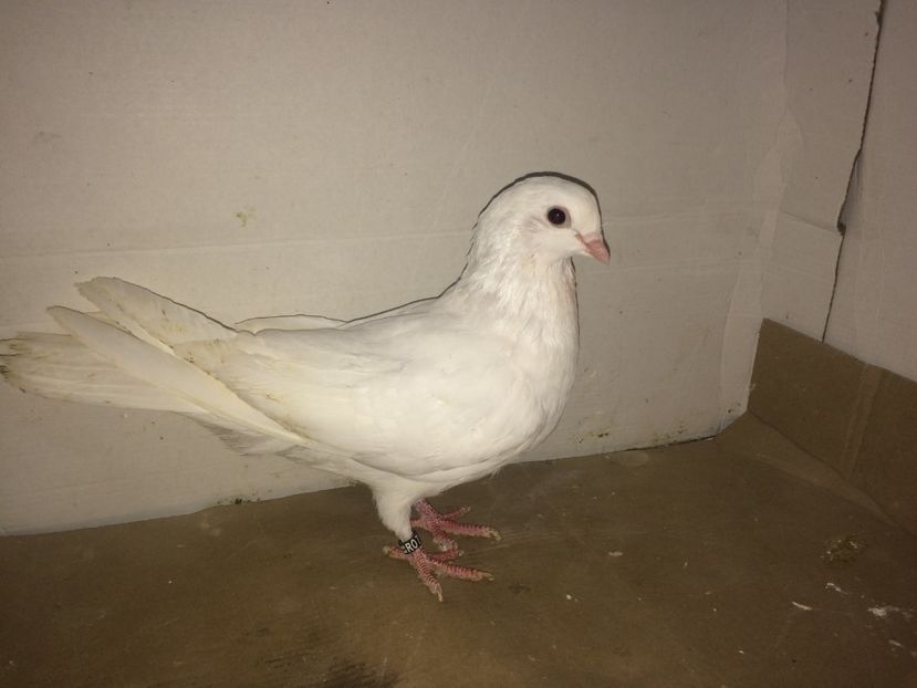 10856  femelă  2016