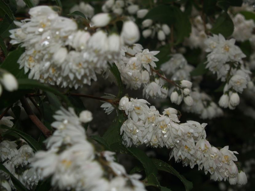 Deutzia - Deutzia