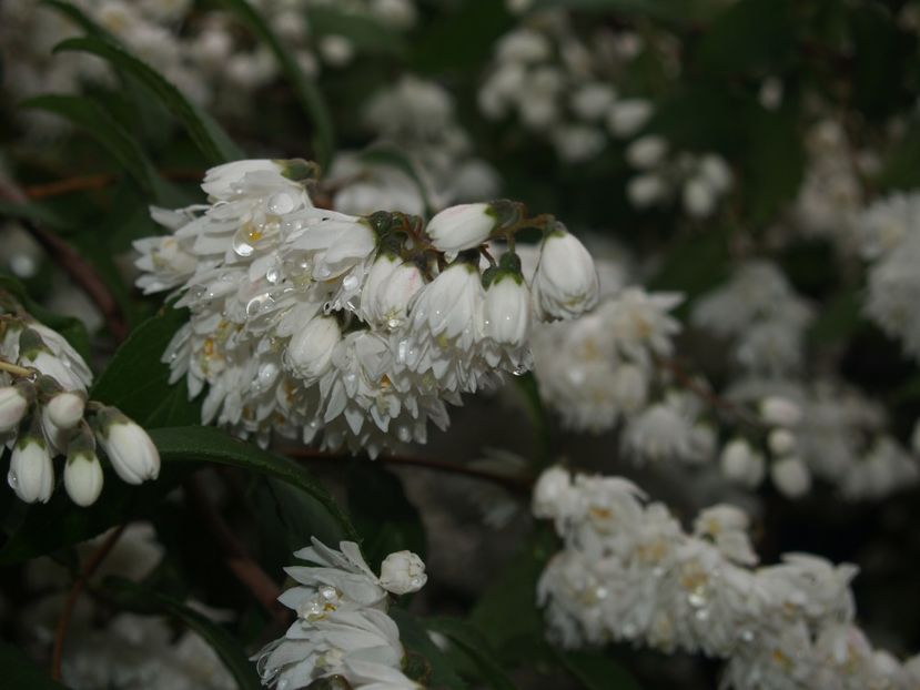 Deutzia - Deutzia