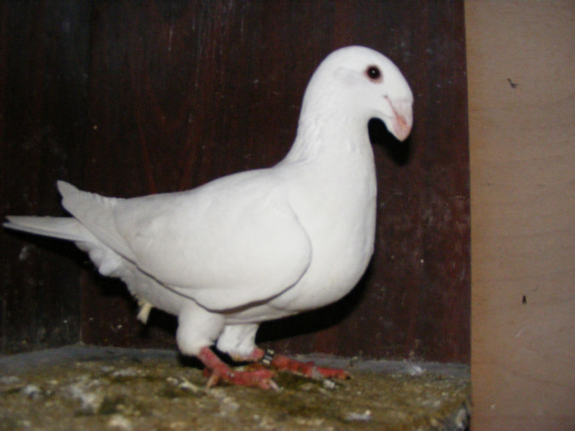 F 2016 VINDUTA FEB. 2017