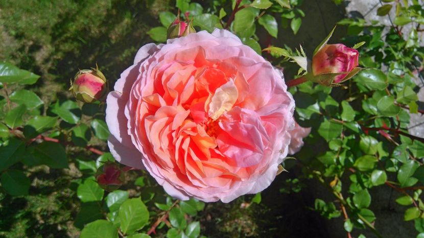 Abraham Darby