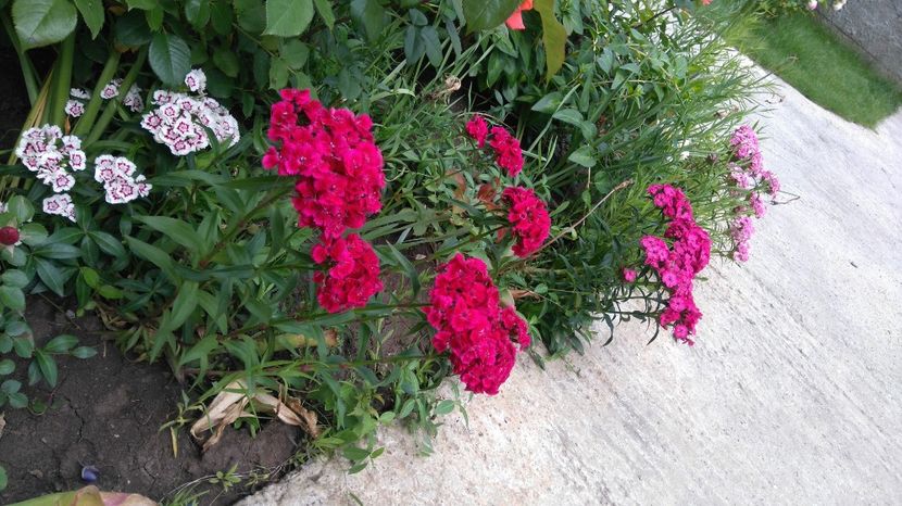 Dianthus barbatus; Diverse culori
