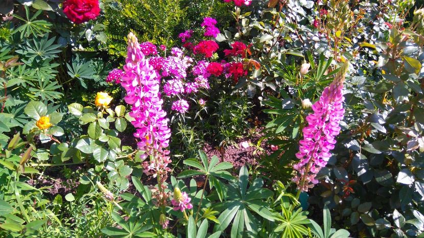 Lupin roz - Plante decorative de exterior si perene disponibile