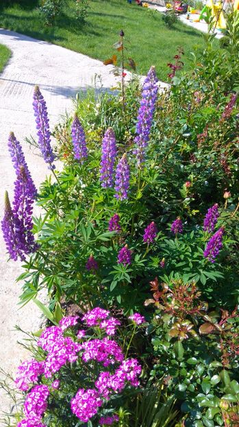 Lupinus polyphyllus si Dianthus barbatus - Plante decorative de exterior si perene disponibile