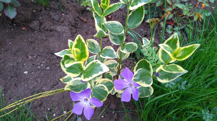Vinca major variegata 8 Ron