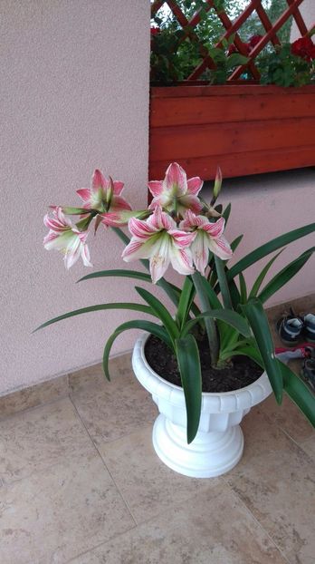 Hippeastrum - Plante decorative de exterior si perene disponibile