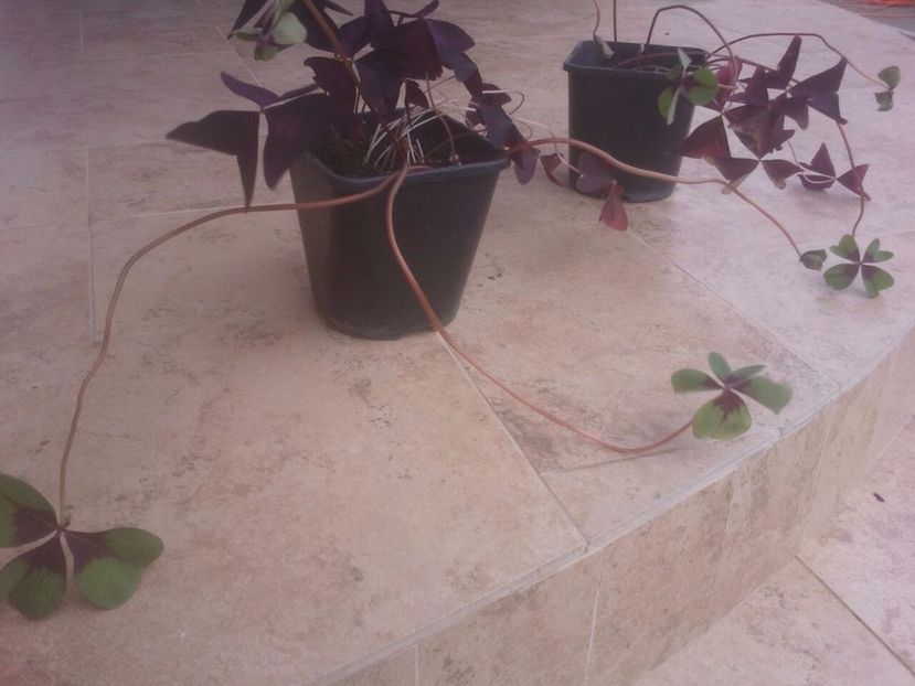 Oxalis mix - Plante de interior