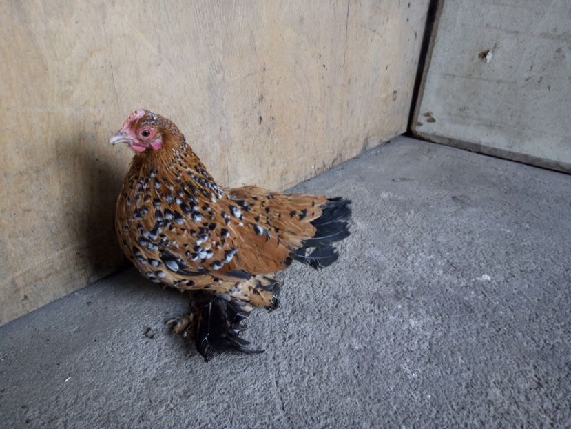  - A Mii de Flori 2017