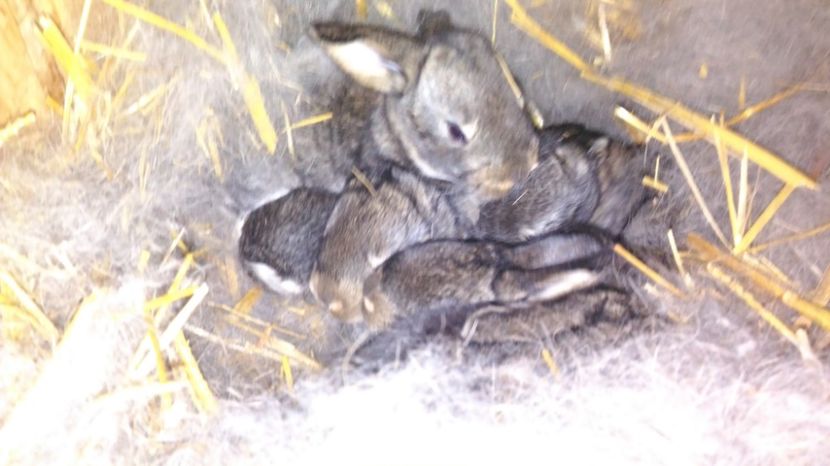 Cuib M4 si F5 la 12 zile