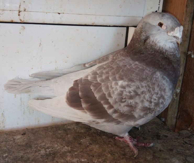 m 2013 - 6DE PRIN VOLIERA