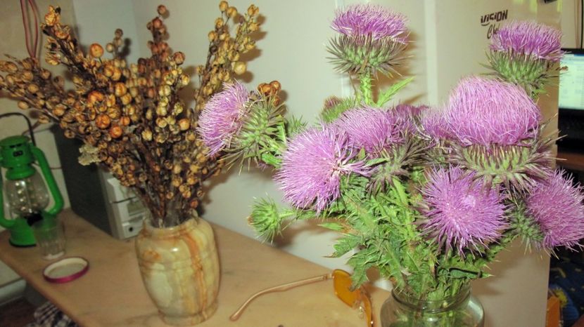 Florile noastre de camp